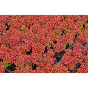 2 Gal. Crimson Pygmy Dwarf Japanese Barberry Shrub Rich Purple Foliage, Compact Growth, Bright Red Berries