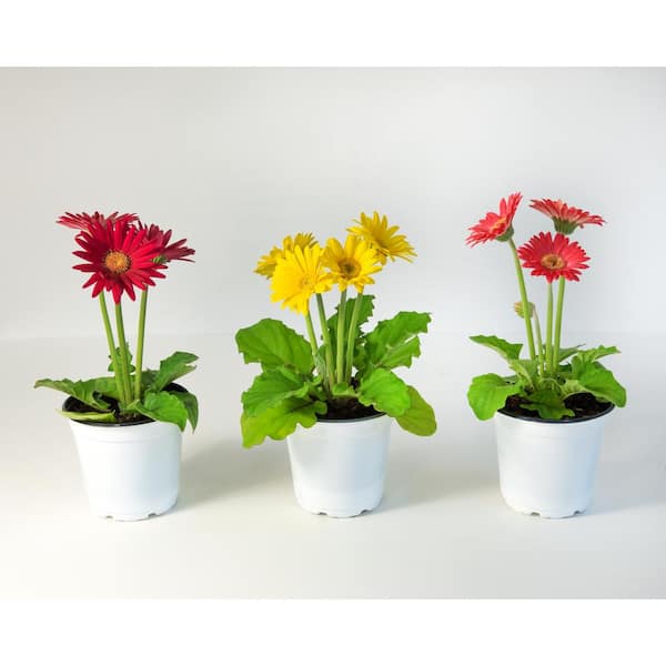 national PLANT NETWORK 4 in. Gerber Mega Revolution Mix Red-Yellow-White-Orange-Pink Bloom Daisy Plant (4-Piece)