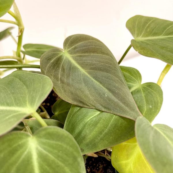 pothos plants near me Epipremnum aureum main image 0