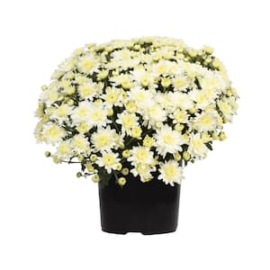 8 in. Chrysanthemum (Mum) White (Solo)