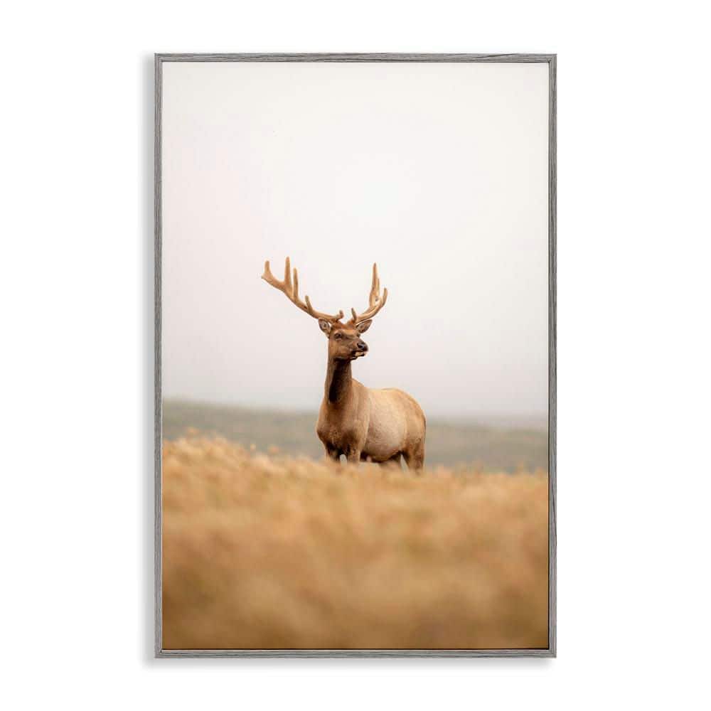 Stoic Tule Elk by Crystal Lynn Collins Gray Framed Nature Giclee Art Print 24 in. x 16 in. price history on PriceWatchPro