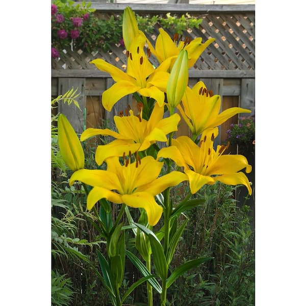 Perennial Asiatic Lily Yellow 2.5 Qt. 1426 - The Home Depot