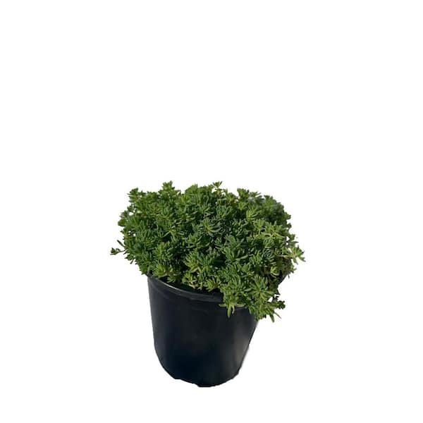 Unbranded Sedum Blue Carpet Live Plant in Pots, House Plant Decor for Garden and Balcony (3-Pack)