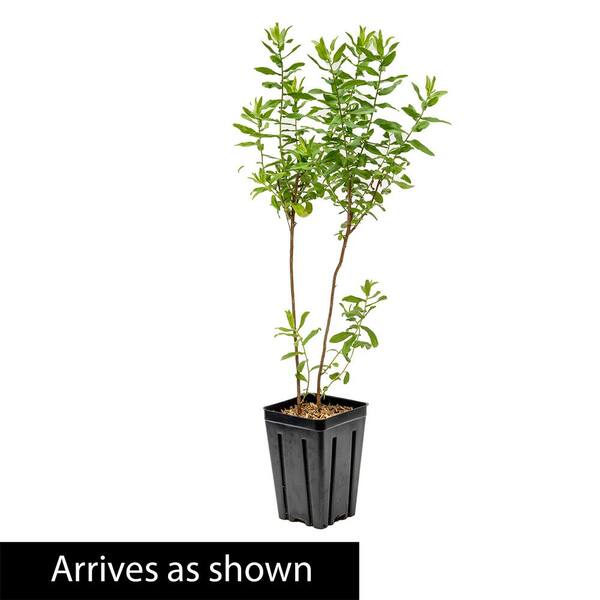 Spring Hill Nurseries - 4 in. Pot Raydon's Favorite Aster, Live Perennial Plant (1-Pack)