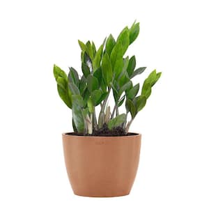ZZ Plant Zamioculcas Zamiifolia Zanzibar Gem in 6 inch Premium Sustainable Ecopots Terracotta Pot