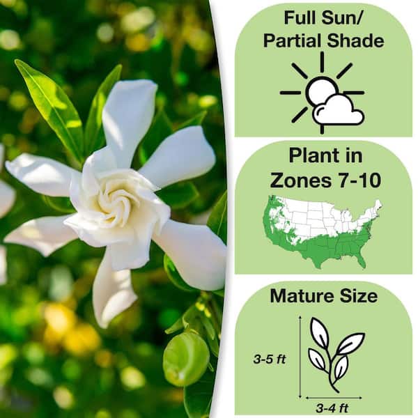 Frostproof Gardenia Plant in 1 gal. Grower's Pot, Fragrant White Flowers