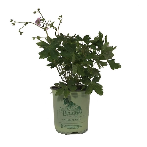 AMERICAN BEAUTIES Cranesbill (Geranium Maculatum) Plant