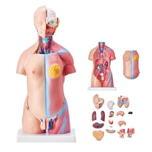 Human Body Model 23-Parts 18 in., Human Torso Anatomy Model Unisex Anatomical Skeleton Model with Removable Organs