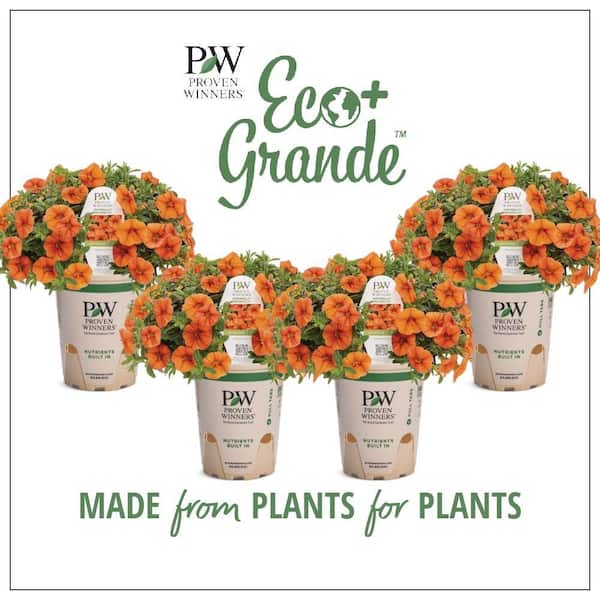 PROVEN WINNERS 4.25 in. Eco+Grande, Superbells Dreamsicle