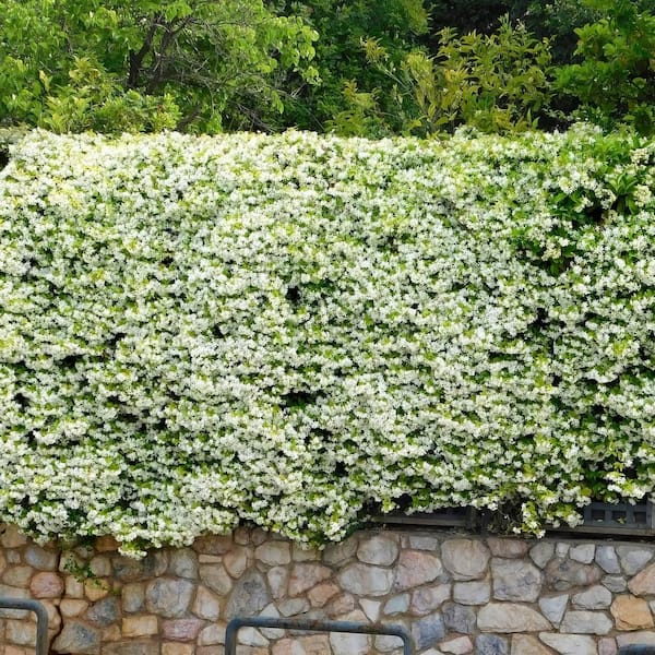 jasmine☆Uco national PLANT NETWORK 2.5 in. Star Jasmine Plant with White