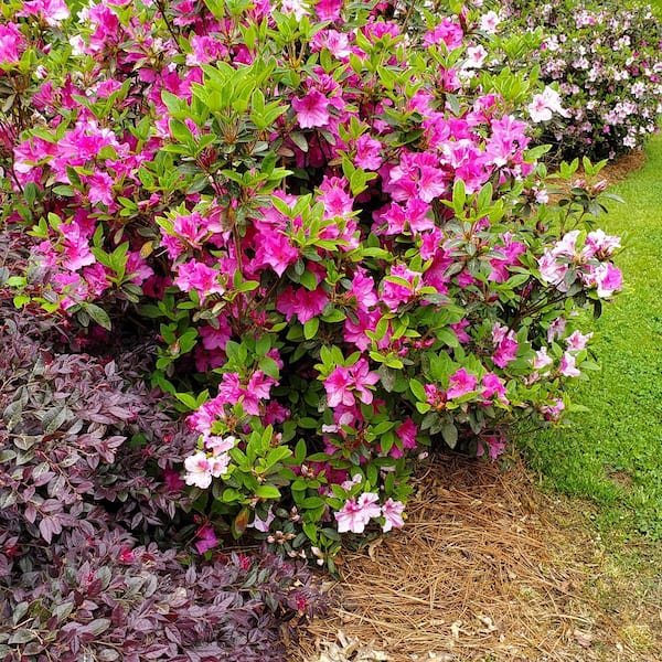 Autumn twist encore azalea discount
