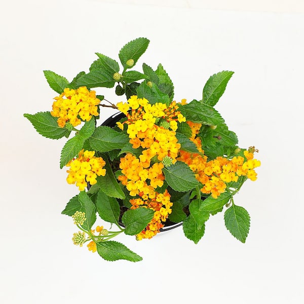 ALTMAN PLANTS #1 2.5 Qt. Orange Lantana Plant 40832 - The Home Depot