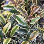 2 Gal. Romeo Variegated Cleyera Shrub with Buttery Yellow and Dark Green Leaves