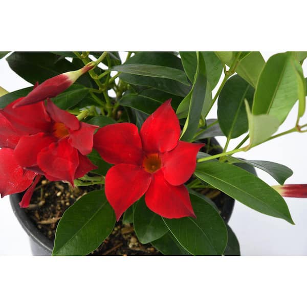Unbranded 3 Gal. Flowering Mandevilla Rock Trumpet Shrub with Assorted Flowers