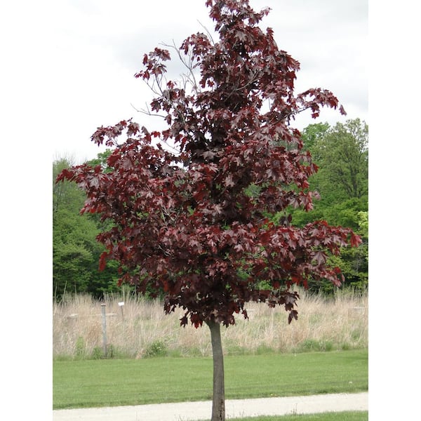 Online Orchards Crimson King Maple Tree Bare Root