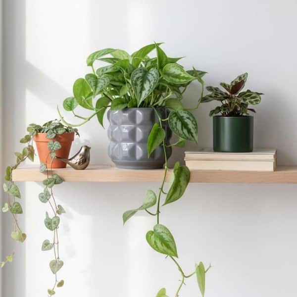 SRL DEN-L/ CE-PLANT POT ネイバーフッド 鉢 SRL CE-PLANT POT 5M San