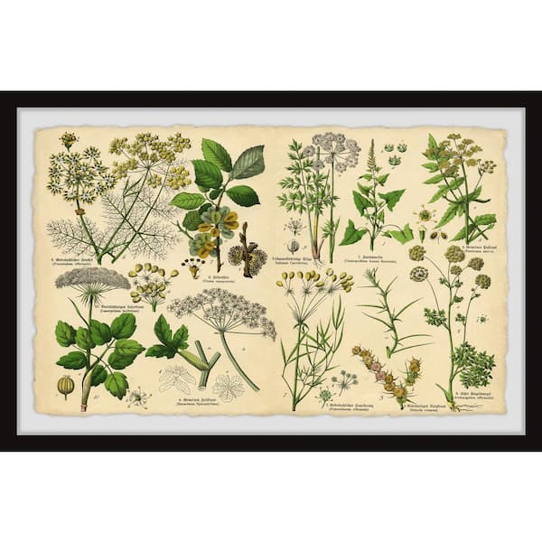 Unbranded "Selinum Carvifolia" by Marmont Hill Framed Nature Art Print 8 in. x 12 in.