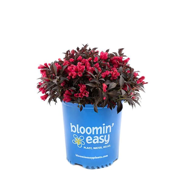 BLOOMIN' EASY 1 Gal. Electric Love Weigela Live Shrub, Vibrant Red Flowers