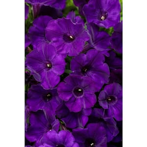 4.25 in. Grande Supertunia Royal Velvet (Petunia) Annual Live Plants, Purple Flowers deep purple (4-Pack)