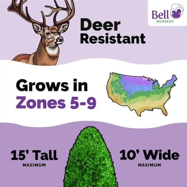 3 Gal. California Privet (Ligustrum) Flowering Live Shrub with White Flowers