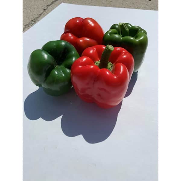 Burpee Pint Pepper Sweet Canyon Red 3-Pack 4804PT - The Home Depot