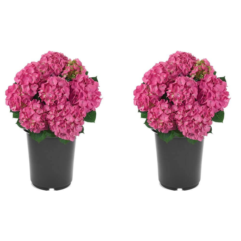 2.5 Qt. Pink Perennial Hydrangea Macrophylla (2-Pack)