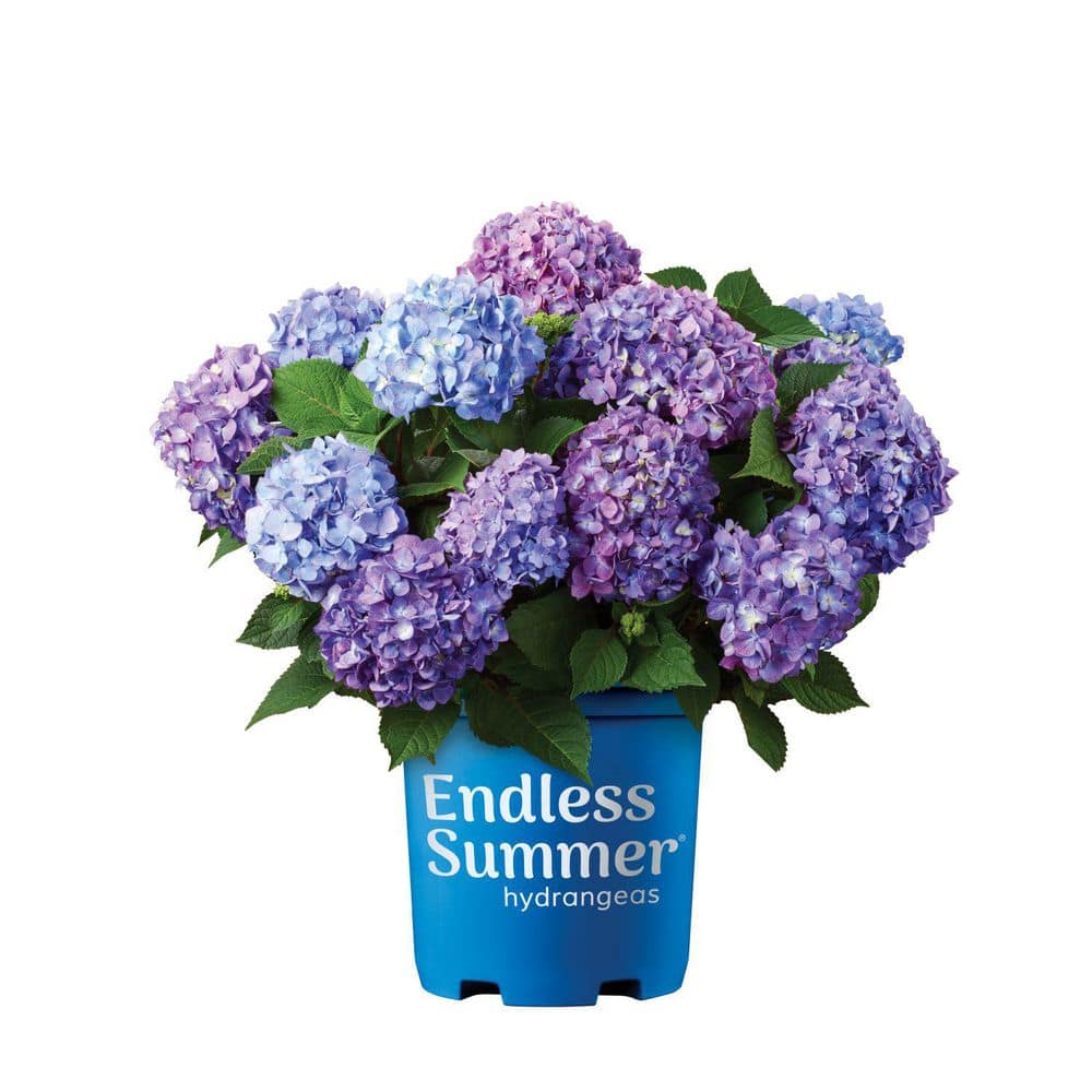 Endless Summer 1 Gal. Bloomstruck Reblooming Hydrangea Flowering Live Plant with Blue or Purple Flowers O46111B
