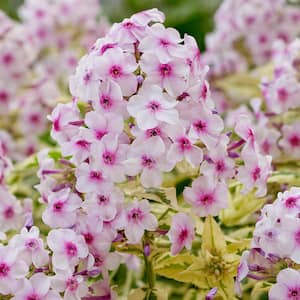 Tall Phlox Variegated Paniculata Nora Leigh (Set of 3 Roots)