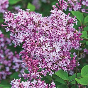 Josee Pink Flowering Reblooming Lilac Dormant Bare Root Flowering Starter Shrub (1-Pack)