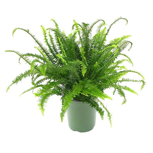 2 qt. Pot Kimberly Fern Plant