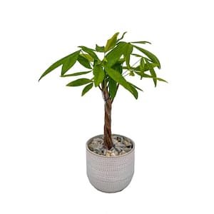 4 in. Money Tree Plant (Paquira Aquatica) in Deco Pot