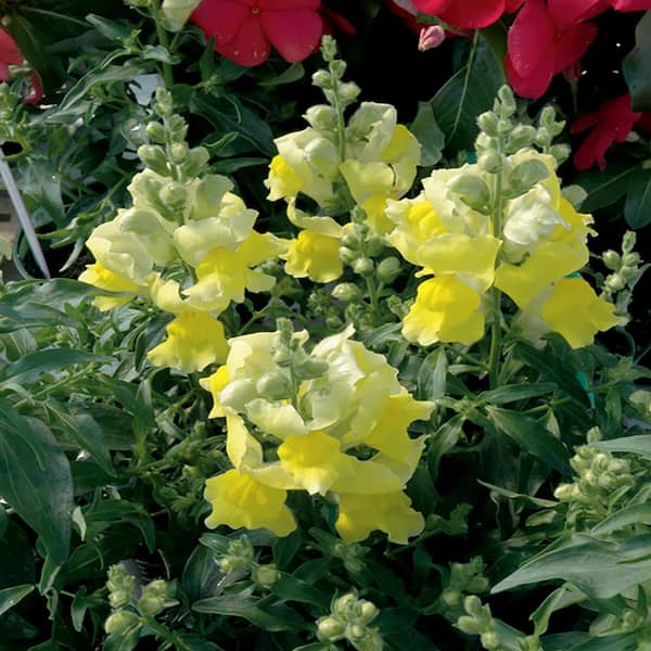 Costa Farms 1.25-Pint Yellow Snapdragon Plant