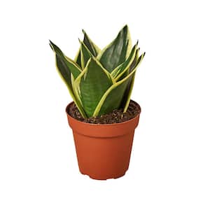 Snake Plant Black Gold (Sansevieria Trifasciata) Plant in 4 in. Grower Pot