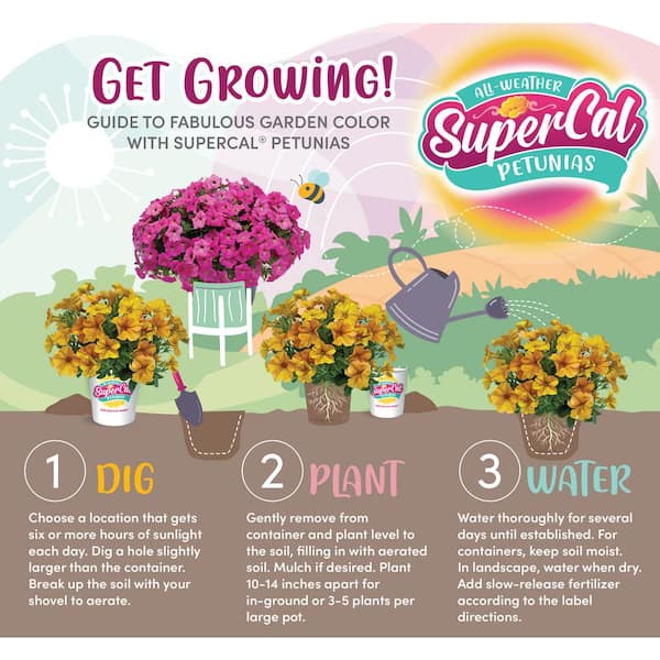 SUPERCAL 1.25 qt. Supercal Assorted All Weather Petunia Plant 1004296388 -  The Home Depot