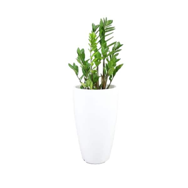 Rain Forest 35 in. Tall White Verona Plastic Planter