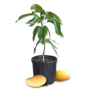 Mango Tree-Live Fruit Tree in a 3 Gal. Pot-Mangifera Indica 'Orange Sherbet'-Tropical Edible Fruit Bearing Tree