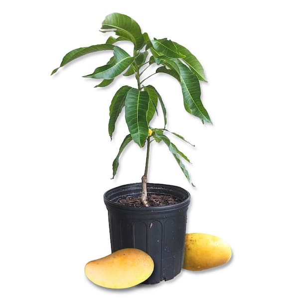Wekiva Foliage Mango Tree-Live Fruit Tree in a 3 Gal. Pot-Mangifera Indica 'Orange Sherbet'-Tropical Edible Fruit Bearing Tree