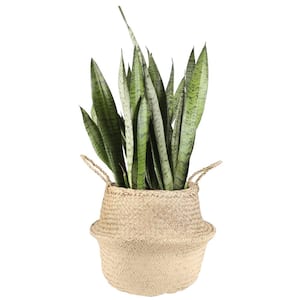 Grower's Choice Sansevieria Indoor Snake Plant in 8.75 in. Natural Décor Basket, Avg. Shipping Height 1-2 ft. Tall