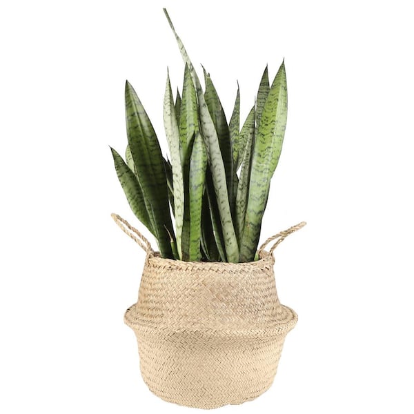 Costa Farms Grower's Choice Sansevieria Indoor Snake Plant in 8.75 in. Natural Decor Basket, Avg. Shipping Height 1-2 ft. Tall