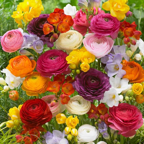 VAN ZYVERDEN Grand Freesia and Ranunculus Blend (10-Bulb) 83517