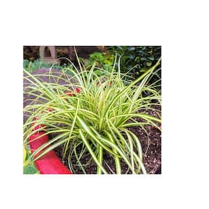 1 Gal. Evergold Japanese Sedge Grass with Gold and Green Striped Cascading Blades