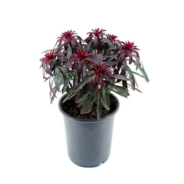 Unbranded Perennial Euphorbia Miners Merlot 2.5 qt.