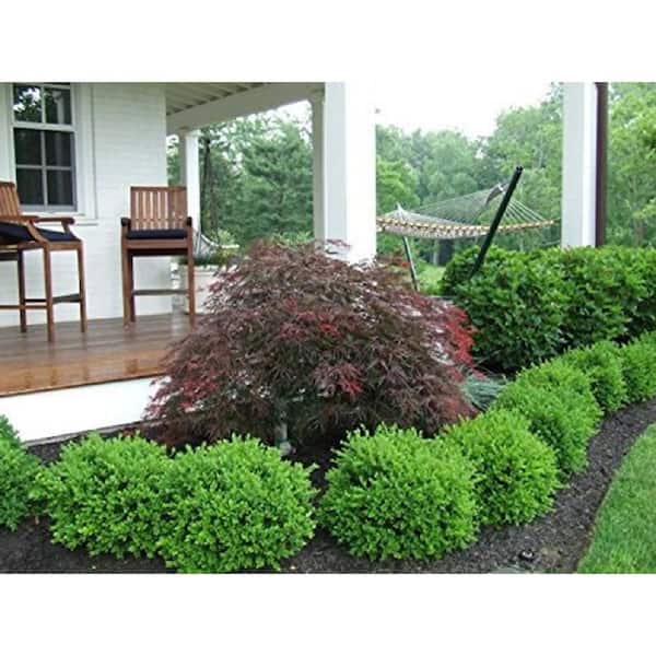7 Gal. Winter Gem Boxwood Live Shrub