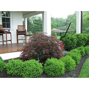 1 Gal. Green Velvet Boxwood (Buxus) Live Evergreen Shrub