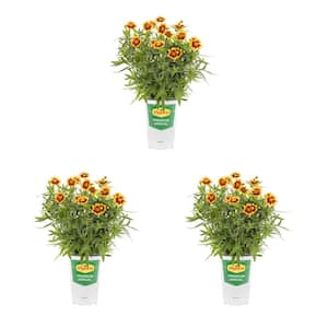 2 Qt. Coreopsis Tickseed 'Corleone' Red and Yellow Bicolor Perennial Plant (3-Pack)