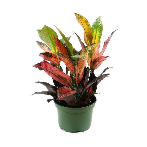 national PLANT NETWORK 6 in. Croton Red Iceton Plant in Grower Container