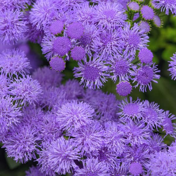 national PLANT NETWORK 3.25 in. Ageratum Monarch Magic Floss Flower Perennial Plant with Purple Flowers (3-Pack)