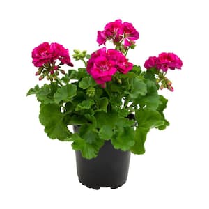 Geranium Outdoor Garden Annual Plant with PINK Blooms in 1 Gal. Grower Pot
