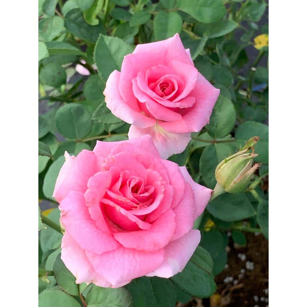 Presto Rose Pink - The Little Seedling