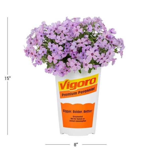 2 QT Phlox Woodland Phlox 'Woodlander Lilac' Purple Perennial Plant